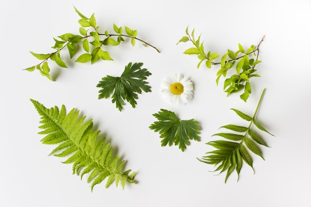 Conjunto de colección de hojas de plantas sobre fondo blanco