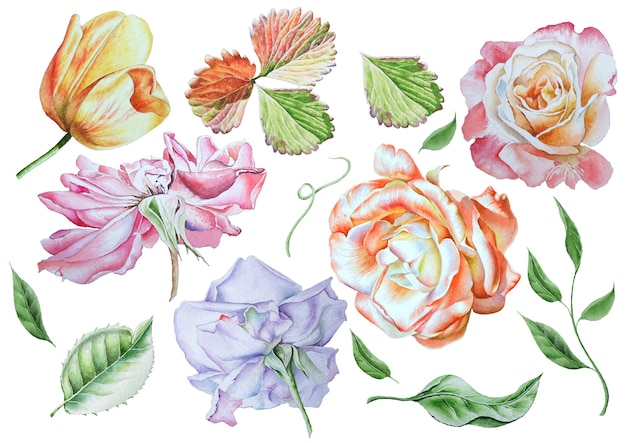 Conjunto com flores brilhantes. rosa. tulipa. folhas. ilustração em aquarela. desenhado à mão.