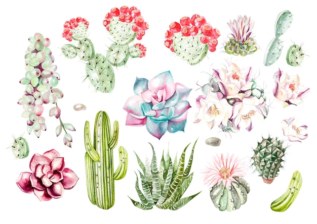 Conjunto com ilustração de cactos e suculentas em aquarela