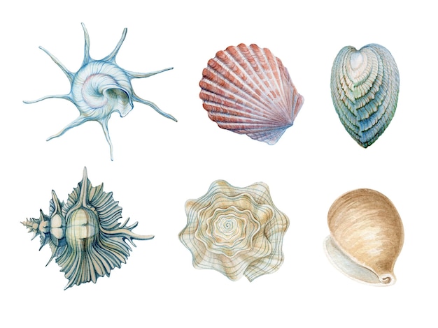 Conjunto com ilustrações em aquarela de conchas marinhas isoladas Coleção marinha de conchas desenhadas à mão