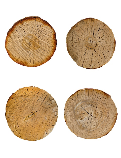 Conjunto de corte de troncos de abedul aislado sobre fondo blanco. Foto de alta calidad