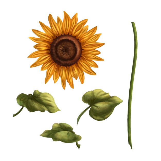 Un conjunto para crear girasoles amarillos brillantes Ilustración digital Para el diseño de embalajes textiles Impresión de postales de papel