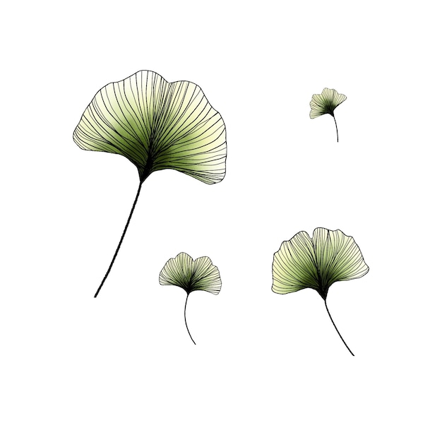 Conjunto de cuatro hojas de color lineart Ginkgo Biloba aislado en blanco