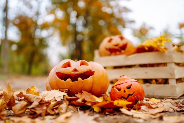 Conjunto de abóboras laranja para o conceito de decoração de feriados de halloween