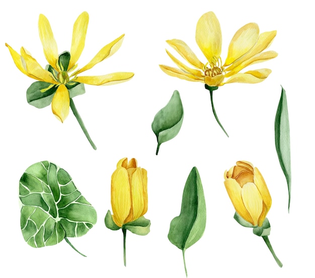 Conjunto de aquarela de primavera menor celandine