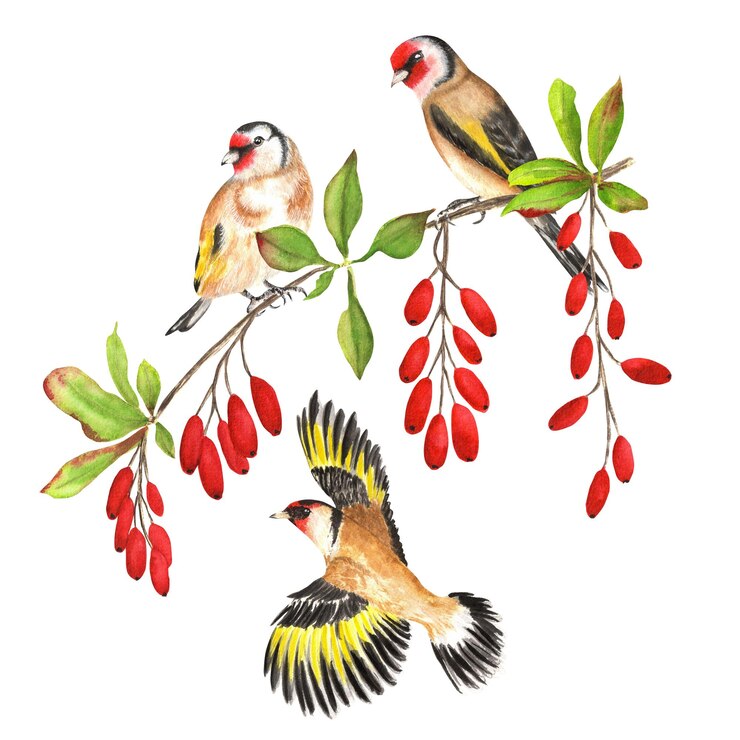 Foto conjunto de aquarela desenhado à mão de pássaros pintassilgos no ramo de bérberis