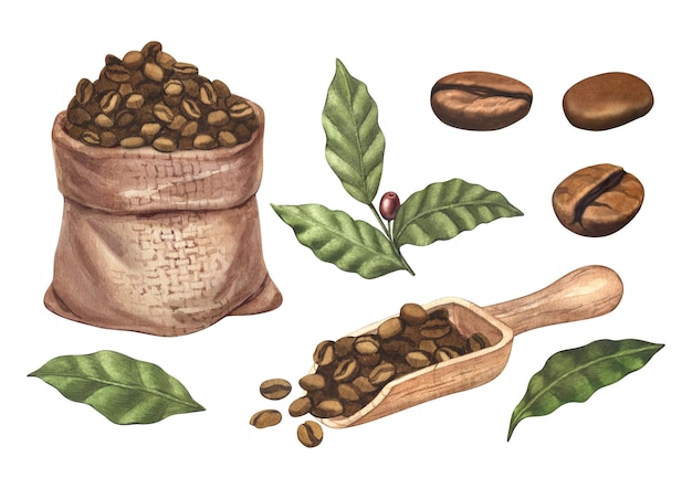 Conjunto de aquarela grãos de café marrons em saco de serapilheira feijão arábica no galho com bagas com colher