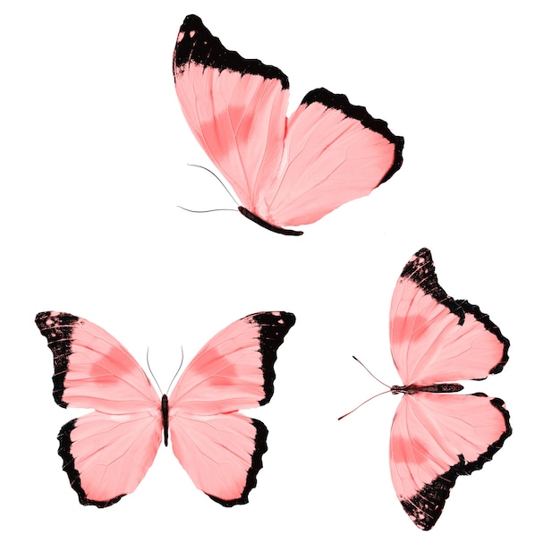 Conjunto de borboletas vermelhas isoladas em um fundo branco. Foto de alta qualidade