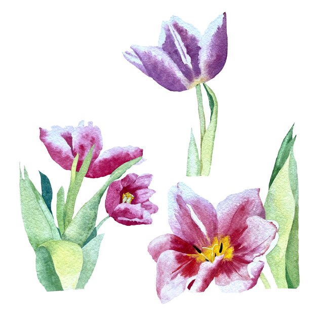 Conjunto de buquê único de tulipa vermelha violeta. Uma ilustração em aquarela. Use esta foto desenhada à mão de alta qualidade