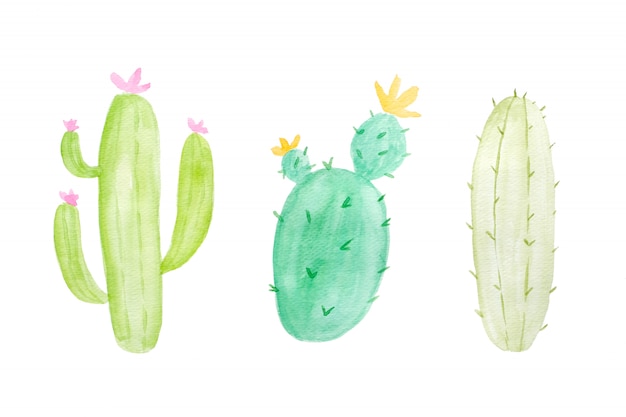 Conjunto de cactos em aquarela