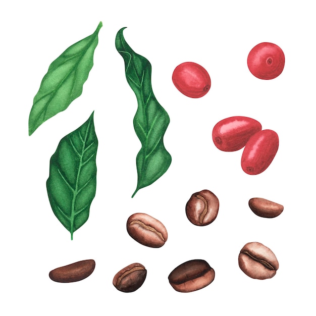 Conjunto de café vermelho arábica feijão torrado marrom deixa bagas isoladas em fundo branco Ilustração em aquarela
