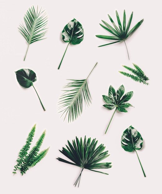 Foto conjunto de diferentes folhas tropicais em fundo branco palmeiras e plantas decorativas exóticas