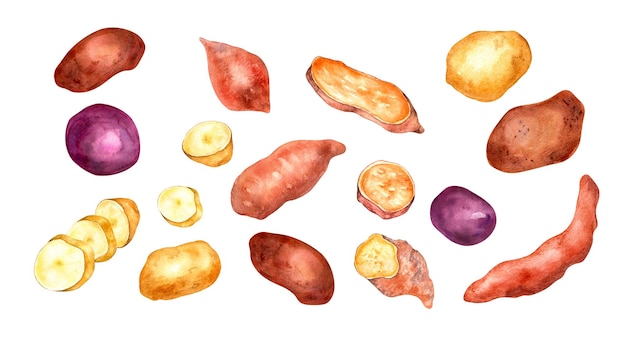 Conjunto de diferentes variedades de ilustração em aquarela de batatas isoladas