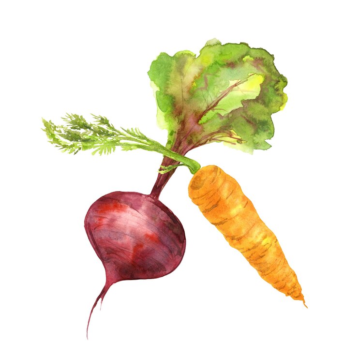 Conjunto de dois vegetais de jardim Ilustração desenhada à mão em aquarela sobre fundo branco
