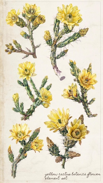 Conjunto de elementos de flores de cacto amarelo