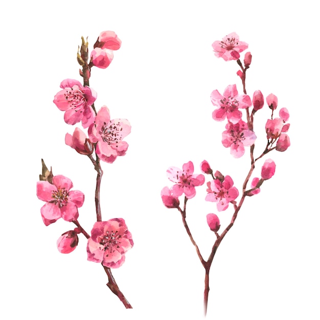 Conjunto de flor de ramo aquarela sakura rosa conjunto de flores de cerejeira isolado em branco