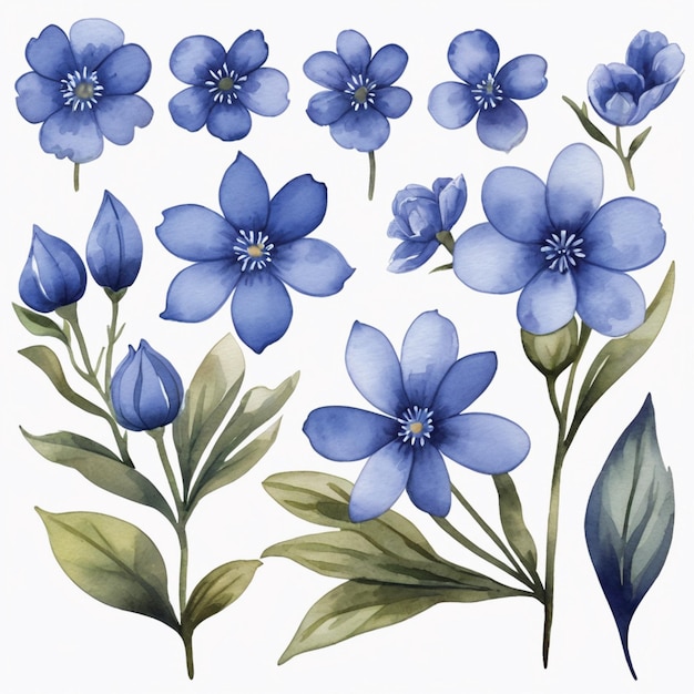 conjunto de flores azuis aquareladas em fundo branco flor azul natureza