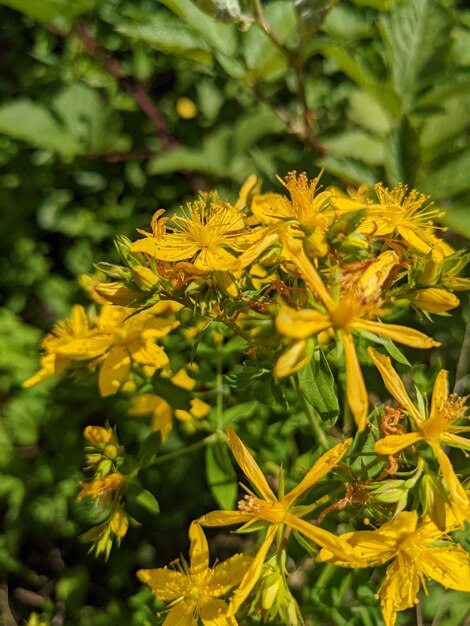 Foto conjunto de flores de erva de são joão