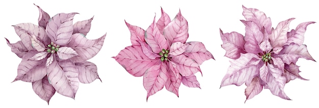 Conjunto de flores de poinsétia rosa de Natal em aquarela