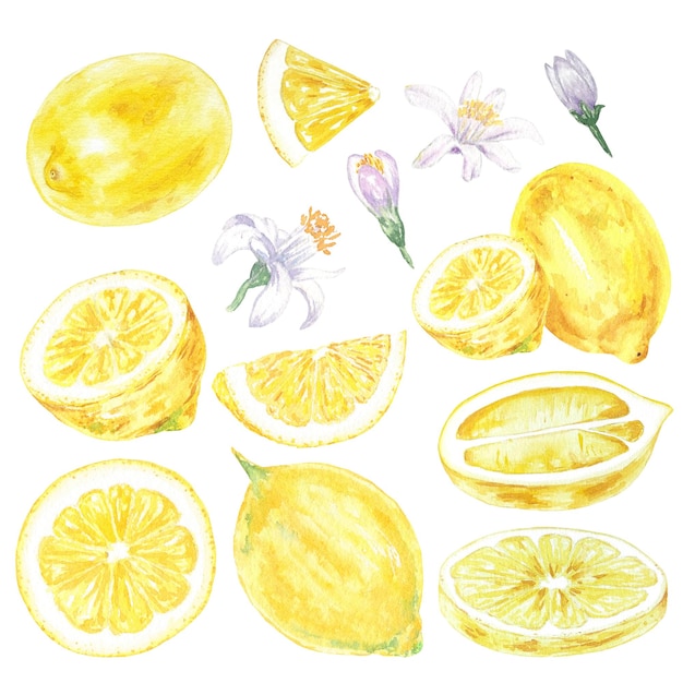 Conjunto de flores e folhas de limão em aquarela em aquarela de estilo botânico para uso em férias, design de casamento