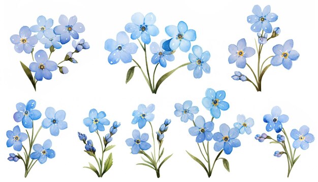 Foto conjunto de flores forgetmenot em fundo branco ilustração a aquarela