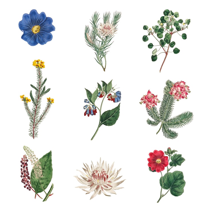 Foto conjunto de flores vintage em floração