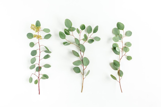 Conjunto de folhas de eucalipto e galhos de eucalipto com frutas em forma de bagas no fundo branco