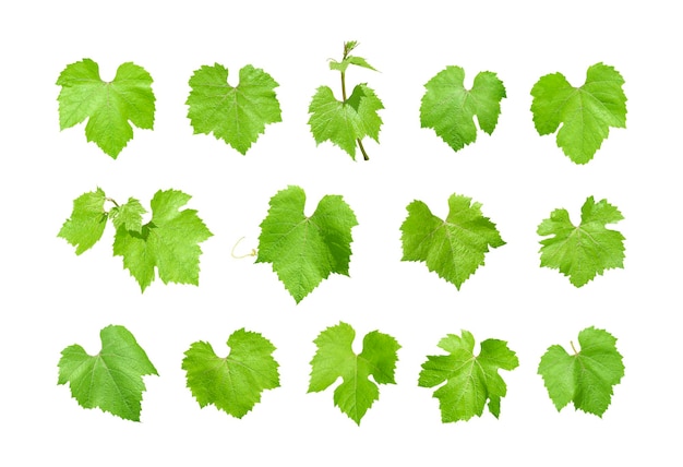 Conjunto de folhas de uva verde isoladas no fundo branco
