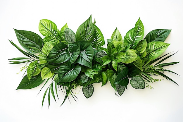 Foto conjunto de folhas verdes tropicais sobre um fundo branco