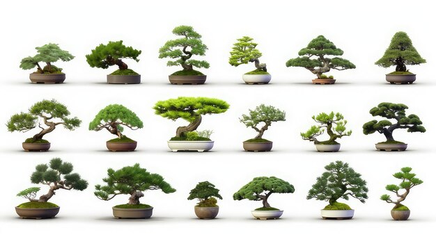 Foto conjunto de fotos de bonsai branco com muitos tipos de bonsai bonitos