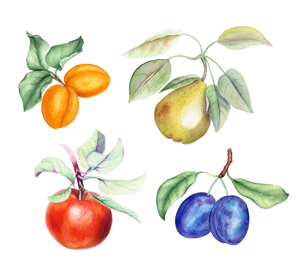 Conjunto de frutas: ramos de damasco, pêra, maçã e ameixa com folhas verdes
