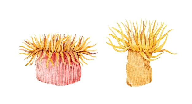 Conjunto de ilustração em aquarela Actinia Animais exóticos de coral subaquático Desenhado à mão bela vida marinha