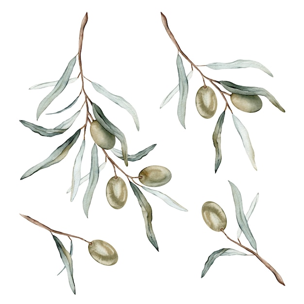 Conjunto de ilustração em aquarela de lindas azeitonas verdes para uma vida saudável e fundo de design pintado à mão isolado em um fundo branco