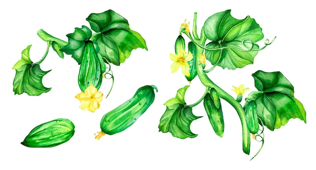 Conjunto de ilustração em aquarela de planta de pepino verde em branco