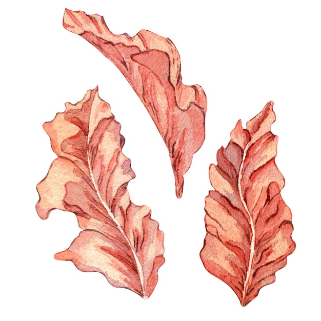 Conjunto de ilustração em aquarela de plantas marinhas rosa isoladas no fundo branco