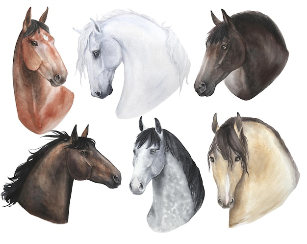 Conjunto de ilustrações em aquarela de retratos de cavalos isolados no fundo branco