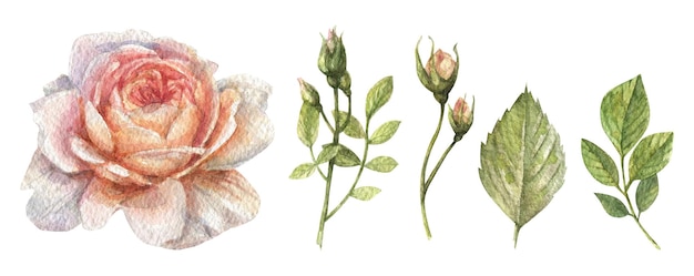 Conjunto de ilustrações em aquarela de uma delicada cor de pêssego de uma rosa, bem como caules de folhas