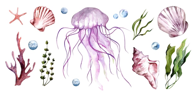 Conjunto de ilustrações em aquarela do mundo oceânico subaquático Medusas e conchas isoladas em fundo branco