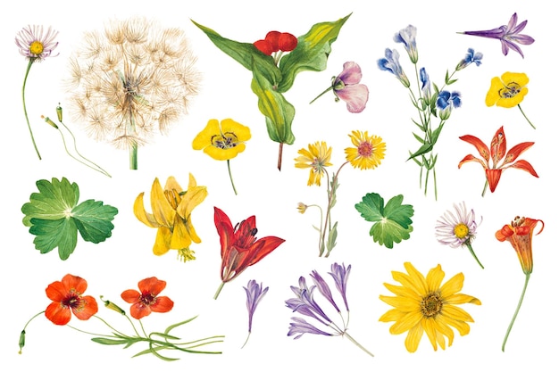 Conjunto de ilustrações png com flores desenhadas à mão