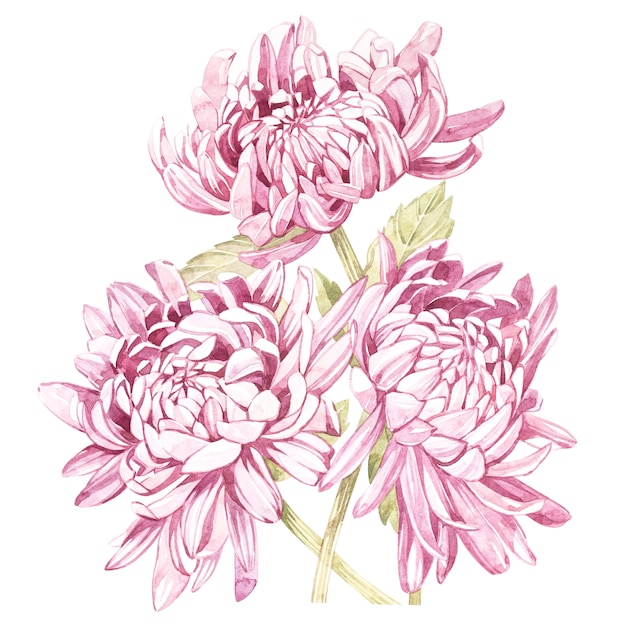 Conjunto de mão desenhada aquarela ilustração botânica de crisântemos de flores.