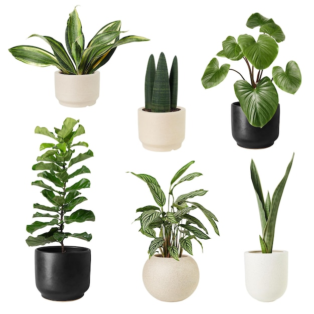 Conjunto de maquetes png de plantas de casa mistas