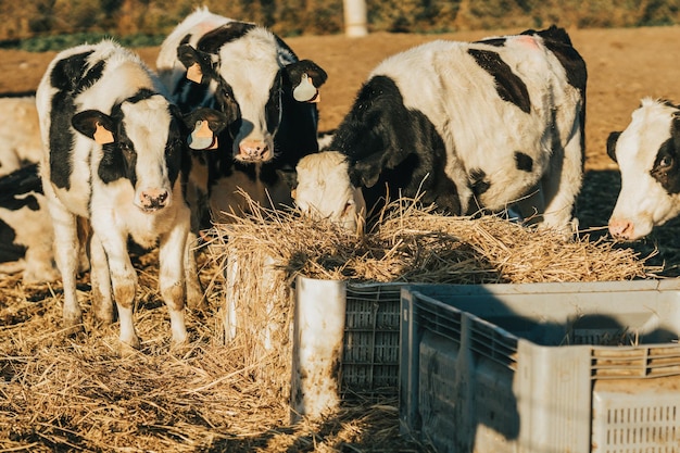 Conjunto de novilha comendo palha fora da fazenda de vacas. empregos