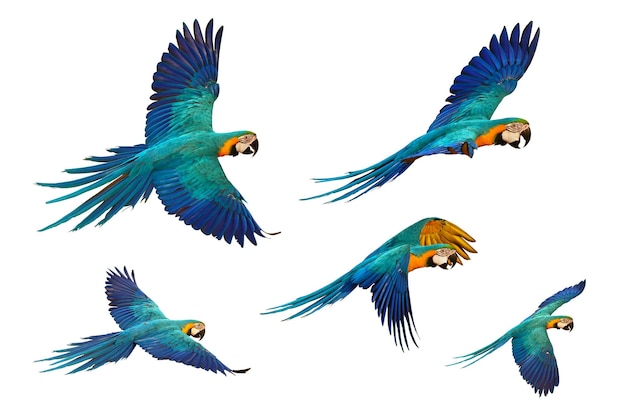 Conjunto de papagaios de arara voando isolado no fundo branco.