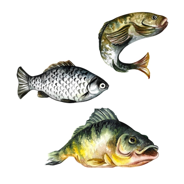 Conjunto de peixes. Ilustração em aquarela.