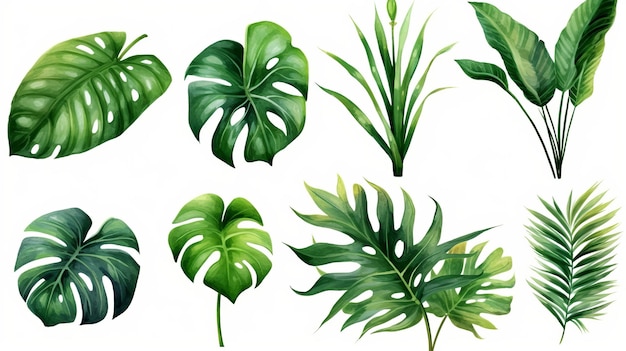 conjunto de plantas exóticas folhas de palmeira ilustração em vetor aquarela monstera