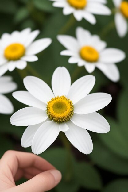 Foto conjunto de ramo de flor de orquídea branca com folhas tropicais verdes frescas e elementos isolados em fundo transparente