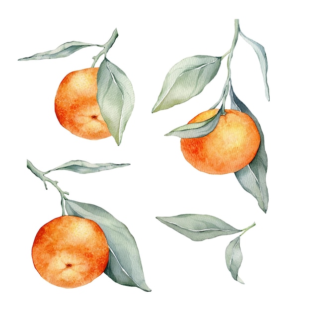 Conjunto de ramos de tangerina com folhas verdes Coleção de ilustrações isoladas em aquarela de frutas cítricas laranja pintura botânica