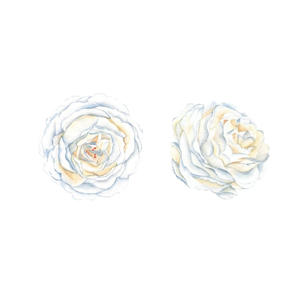 Conjunto de rosas brancas isolado no fundo branco Ilustração em aquarela