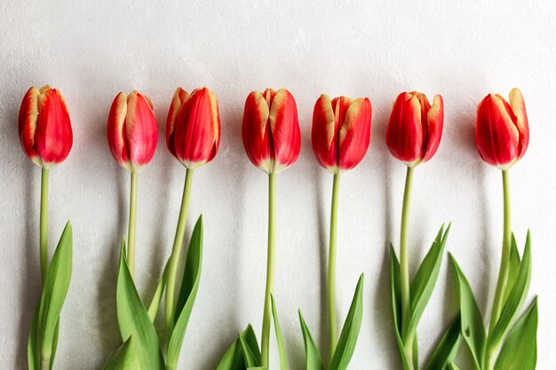 Conjunto de tulipas vermelhas e amarelas