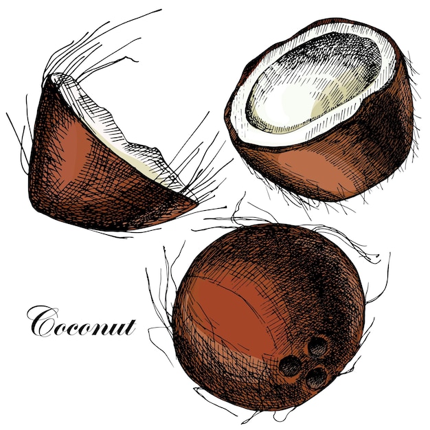 Foto conjunto de vetores de ilustrações de cocos desenhados à mão